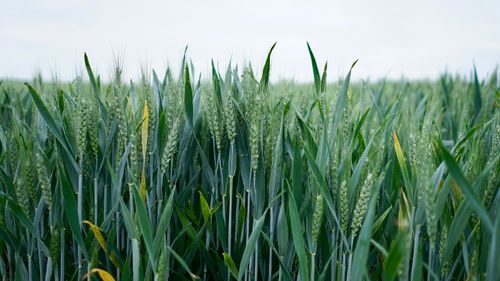 Tax and Legal Advice on Setting Up Your Agribusiness