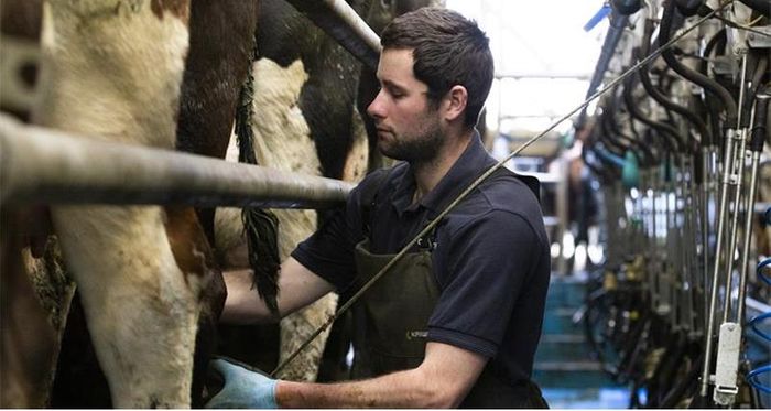 NFU Reports: Dairy producers braced for an uncertain future