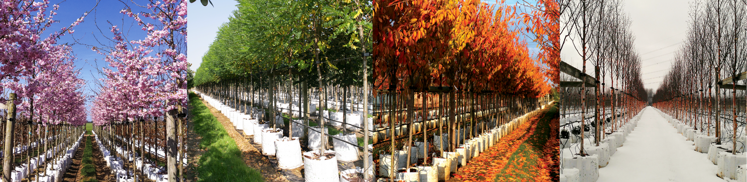 Barcham Trees