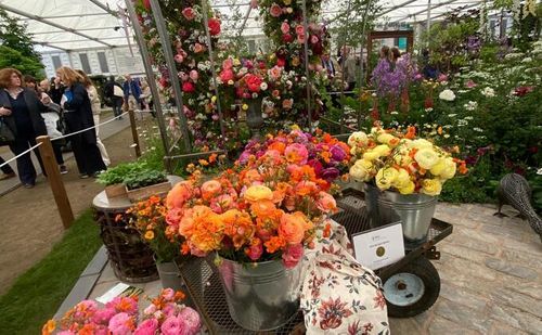 From Tulips to Tourism: Why Flower Farming is Blooming as a Diversification Opportunity