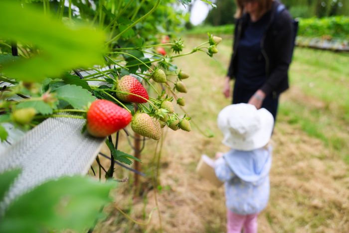 From Spirits to Berries: How Farms Diversified and Thrived