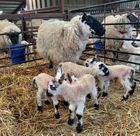 Farm Assurance