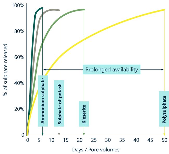 Why Polysulphate helps increase nutrient use efficiency