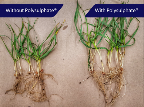Polysulphate gives boost to autumn establishment.