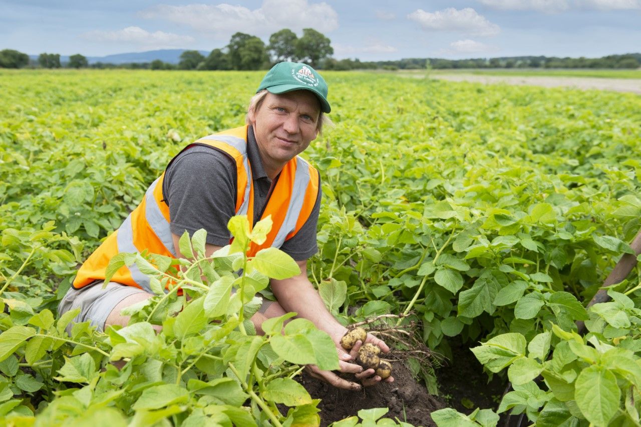 Scottish potato grower reduces seed stock without impact yield