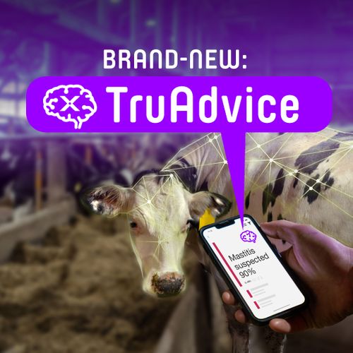 Increasing Herd Health and Efficiency with smaXtec TruAdviceTM