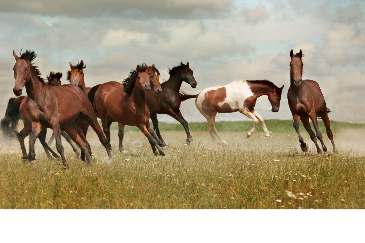 Tracking Livestock in the Wilds of Kazakhstan