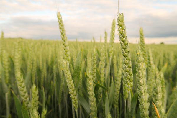 Sustainable Farming with Liquid Nitrogen Fertiliser