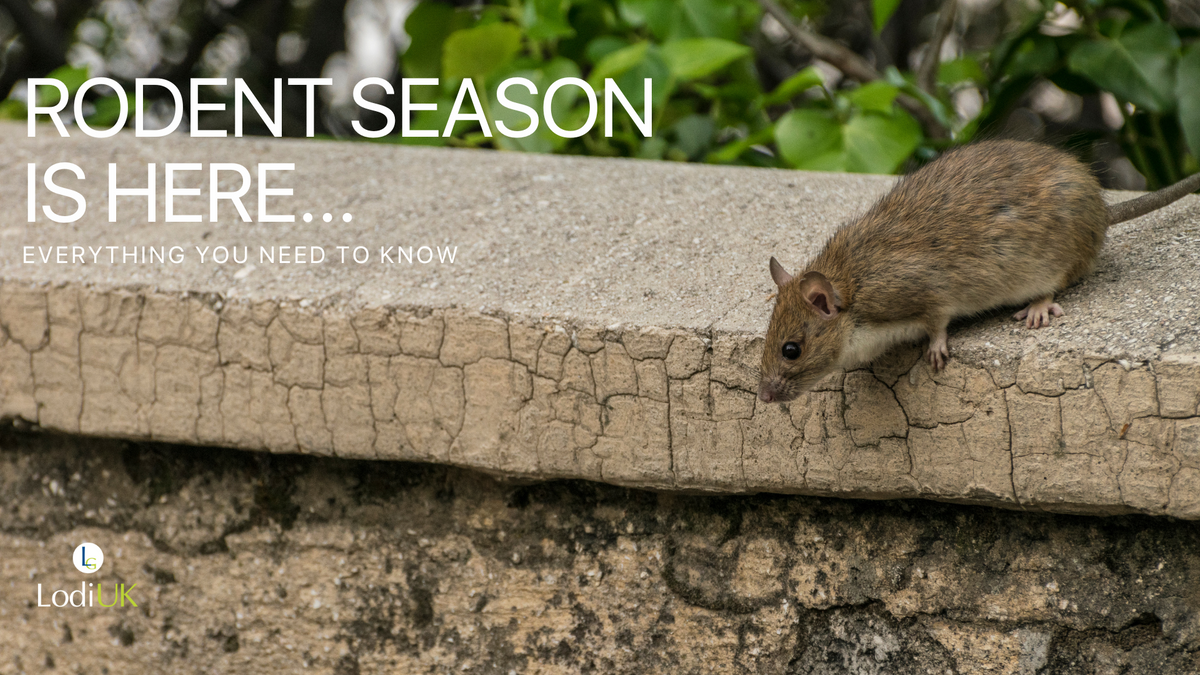 Rodent Season Is Here