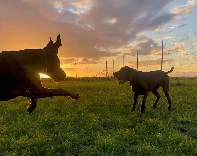 Pro-Strain, Tornado Clipex and Torus Net: the complete metal fencing system