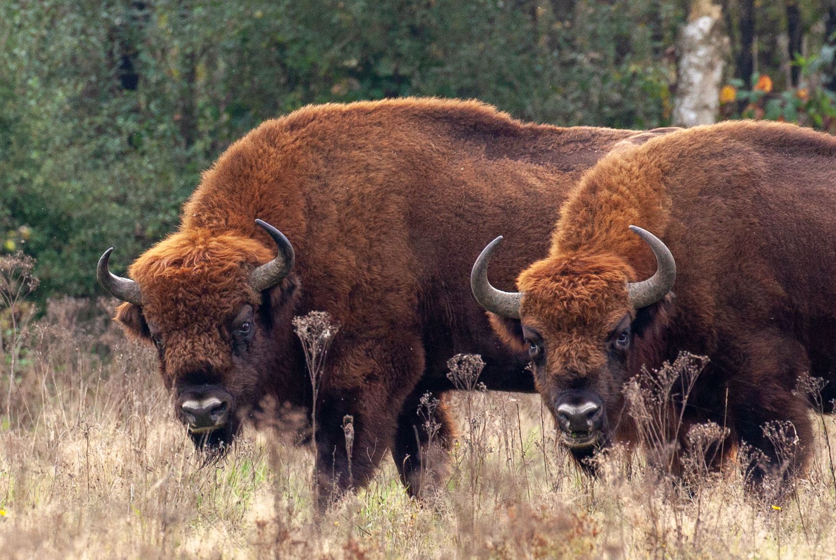 Bison Go Wild... But Contained by McVeigh Parker Triple X Fencing