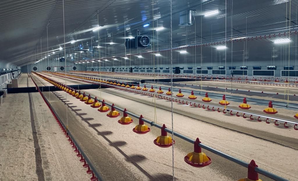 Building the Future of Poultry Farming: Clarke Group’s Expertise in Poultry Housing