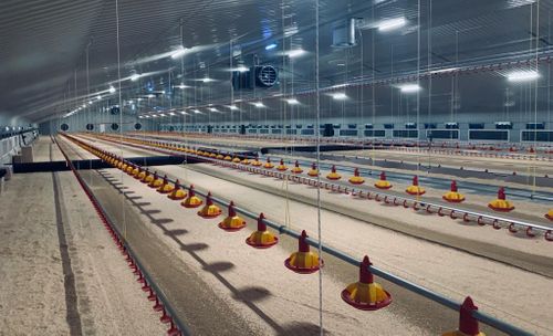 Building the Future of Poultry Farming: Clarke Group’s Expertise in Poultry Housing