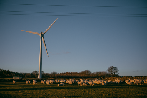 Why this sheep farmer added a turbine to his flock