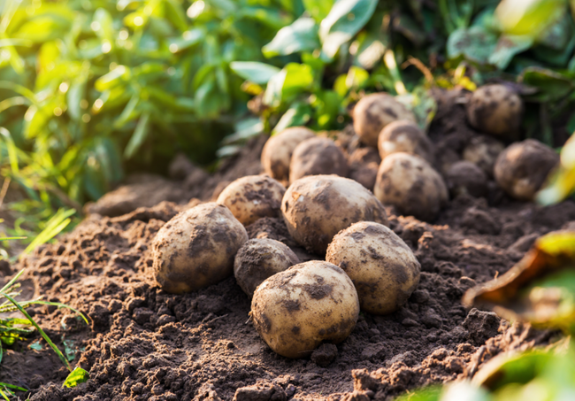 Potatoes in 2026: Market Trends, Challenges, and Opportunities for UK & EU Growers