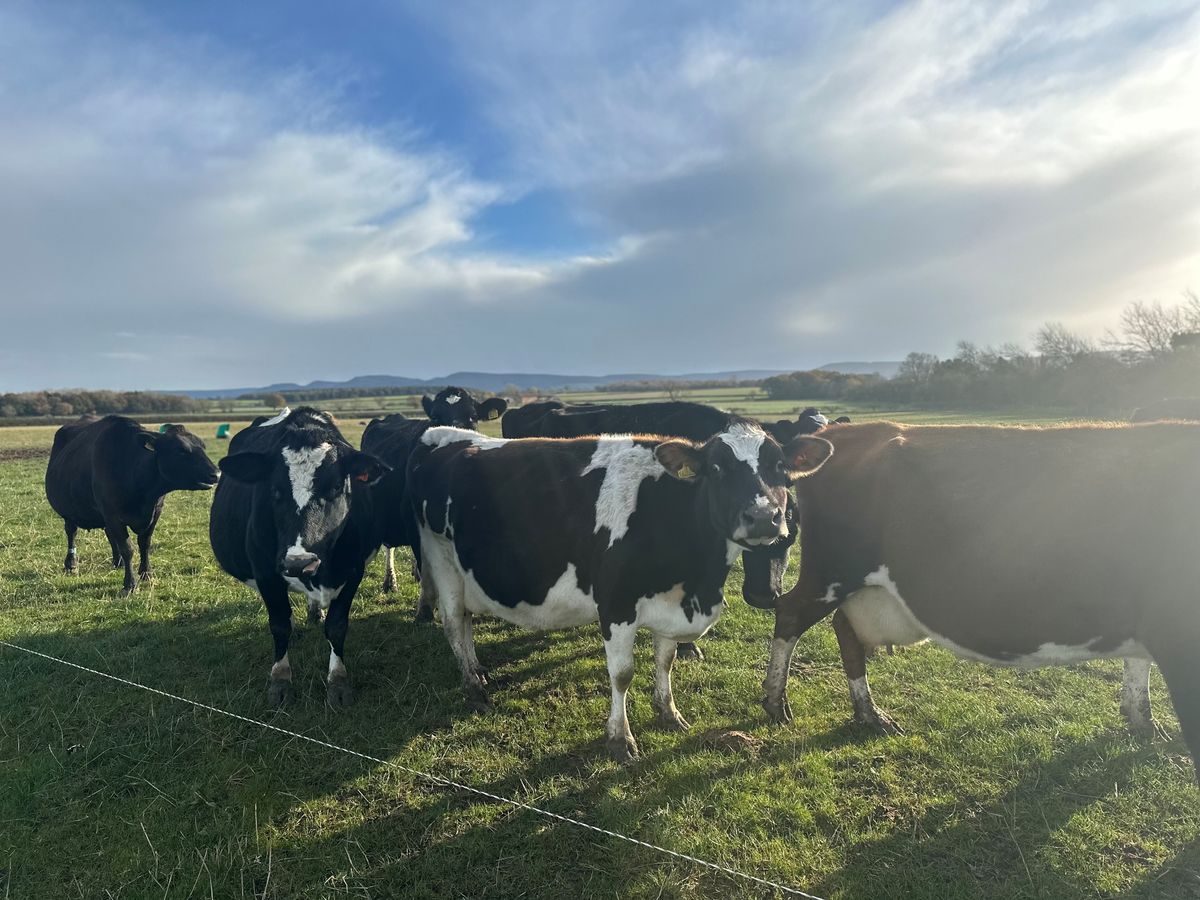 Clipex Fencing - Maximising Grazing Efficiency