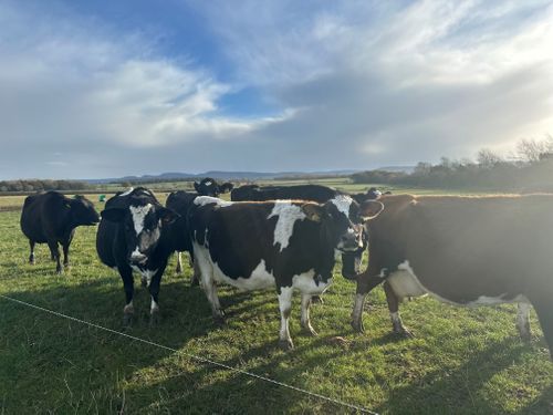 Clipex Fencing - Maximising Grazing Efficiency