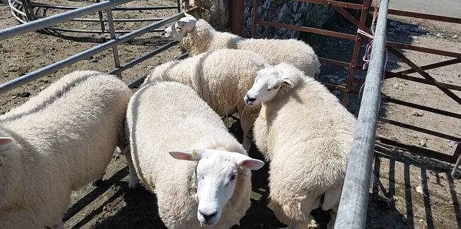 Farmer Huw Phillips shares his testimonial on Clipex fencing