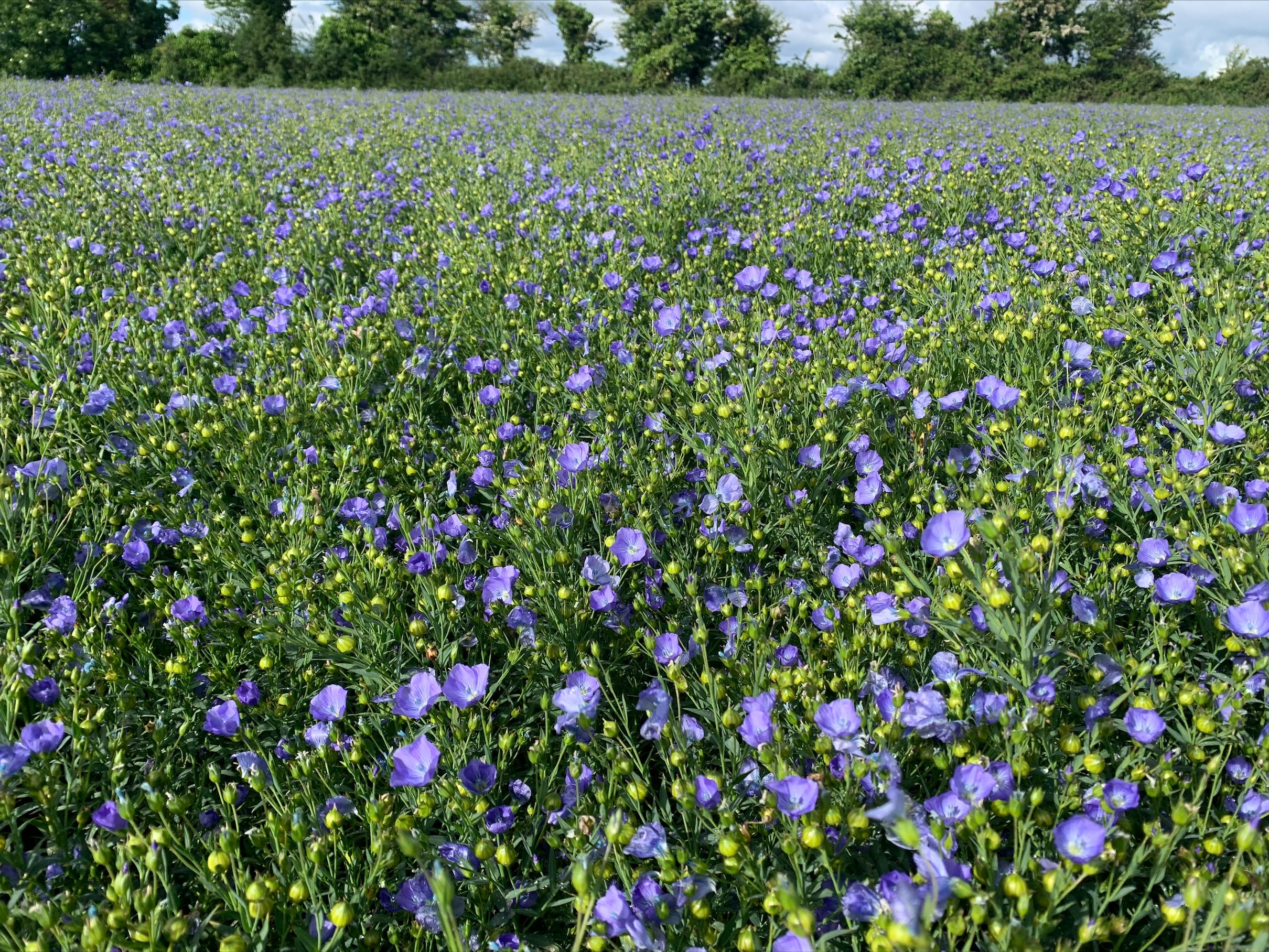 £600/t Spring Linseed Contract Announced
