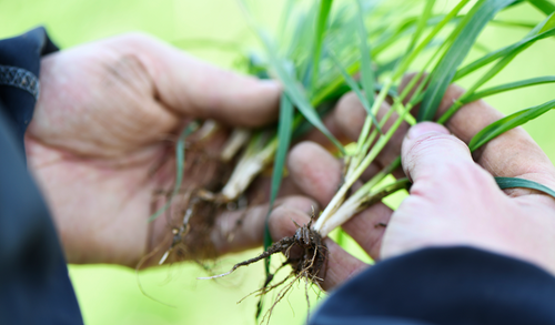 The RL: new varieties offer resilience and opportunity for 2026