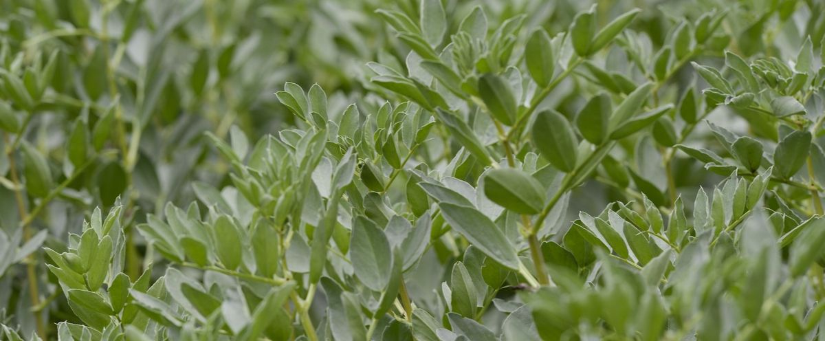 New Frontier faba contract opens premium market for bean growers