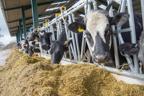 Agriculture Brochure - Cattle
