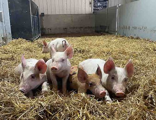 Poultry to pigs a conversion from the last LAMMA show