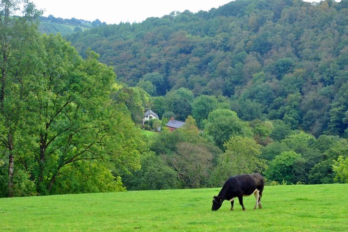 Stewardship & Grants