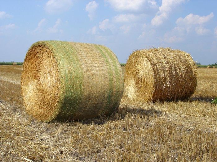 TamaNet+ ....The original and still the best