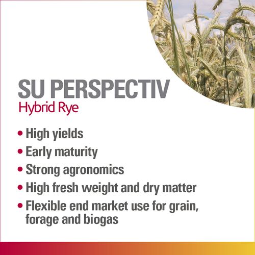 SU Perspectiv