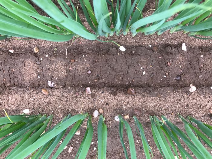 Varidome Tractor Mounted Shielded Band Sprayer