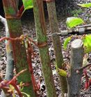 InjectorDos Pro Stem Injector for Herbicides