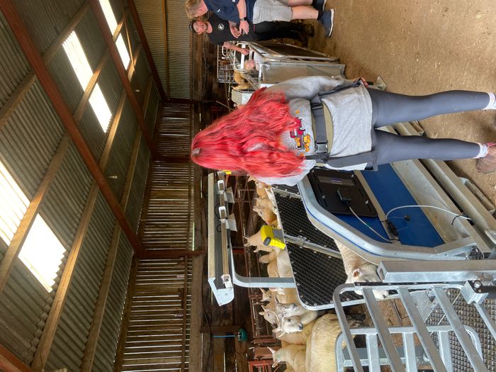 Clipex Automatic Sheep Handler