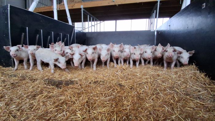 Pilgrims New build offer