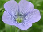 Spring Linseed