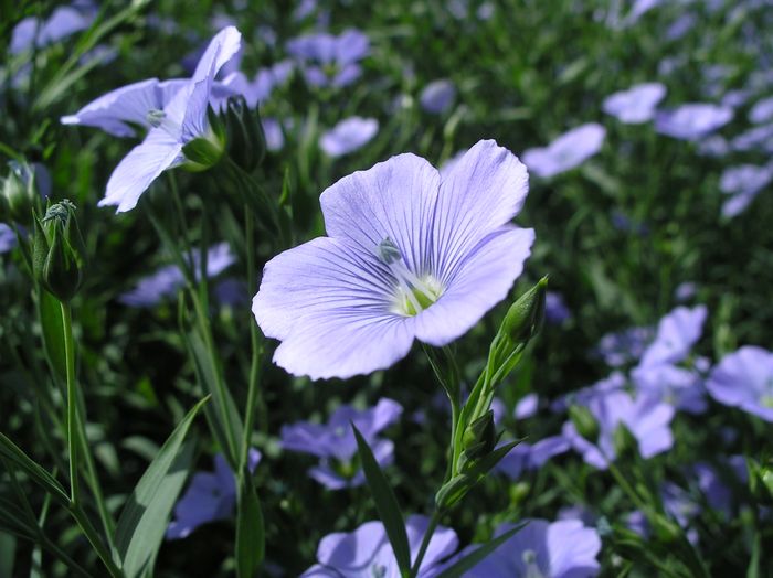 Spring Linseed