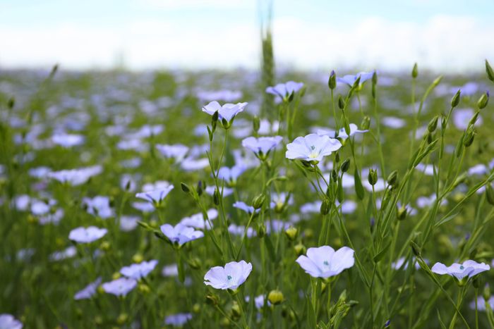 Spring Linseed