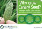 Canary Seed