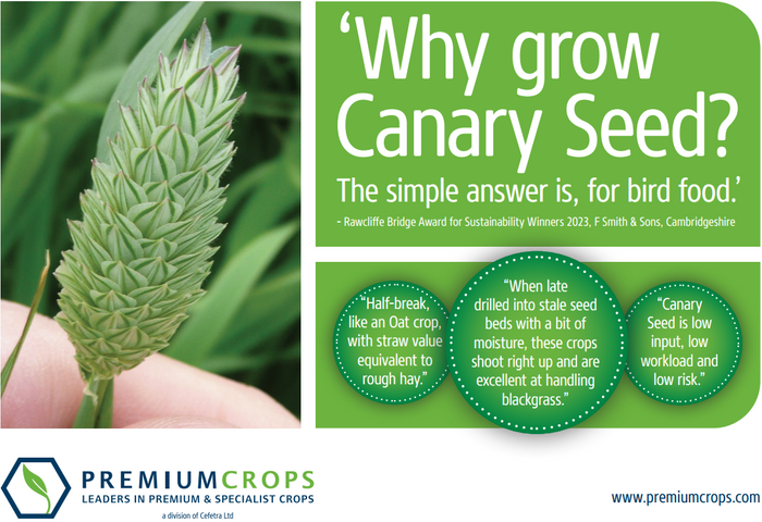 Canary Seed