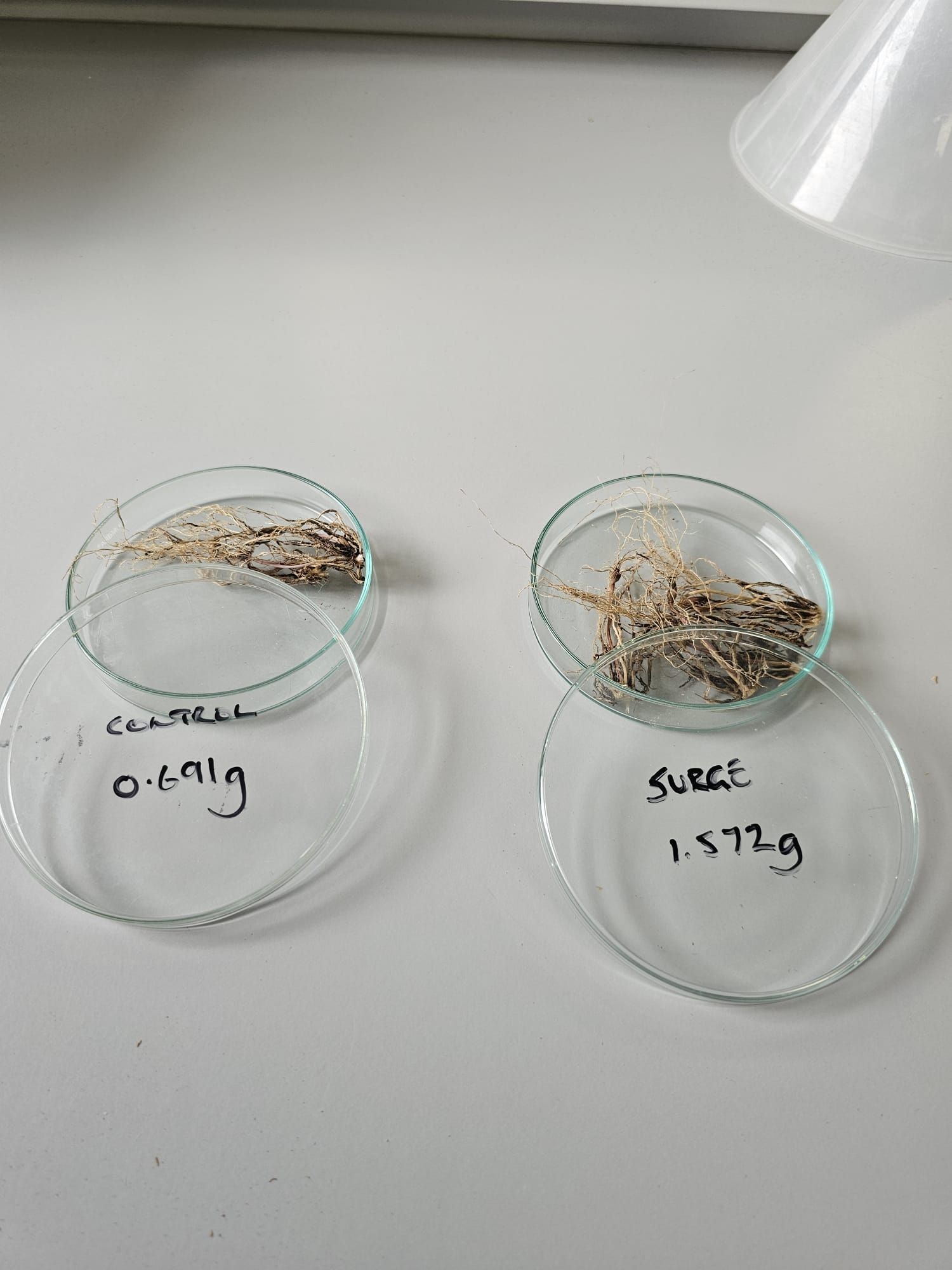 Surge Seed Treatment