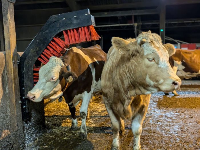 Anizen Animal brushes