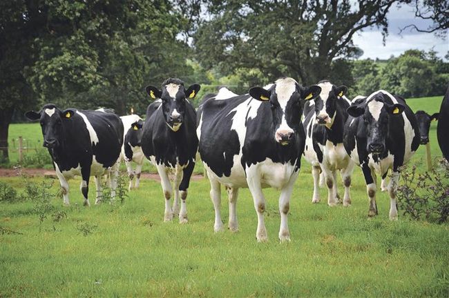 Visit Dairy Spares at LAMMA 2026: Trusted Livestock Solutions Now in the New Dairy and Beef Hub