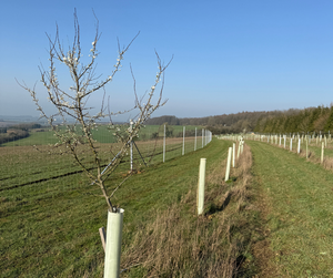 High‑Performance Deer Fencing for New Woodland Planting in the Cotswolds