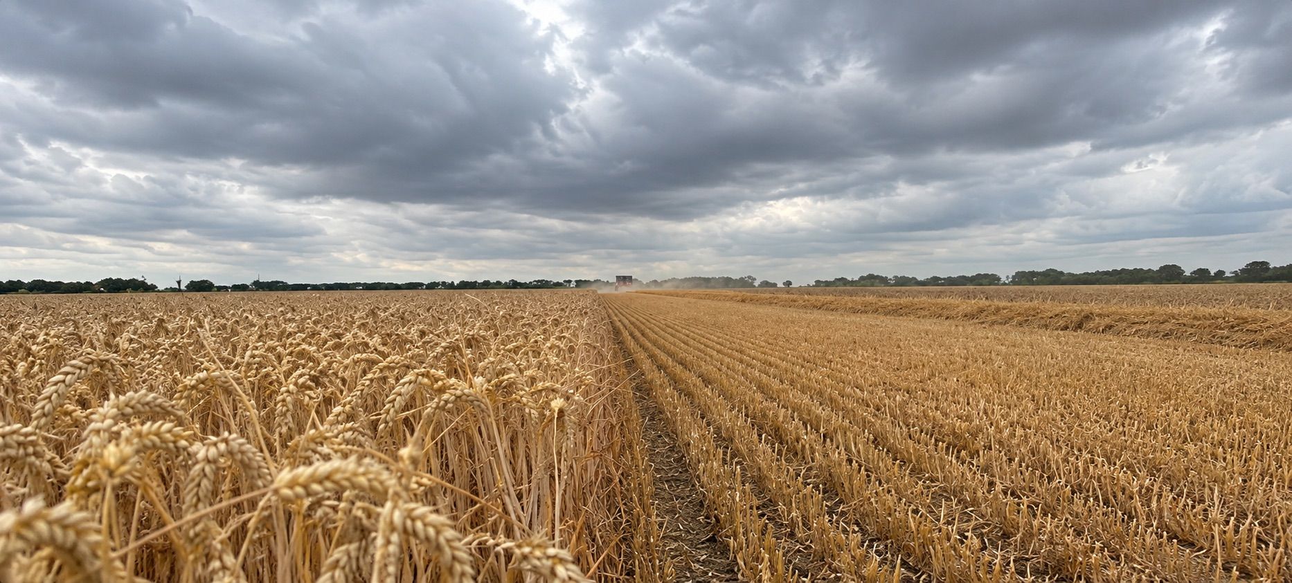 What Harvest Can Tell You About Next Season’s Nutrition Strategy