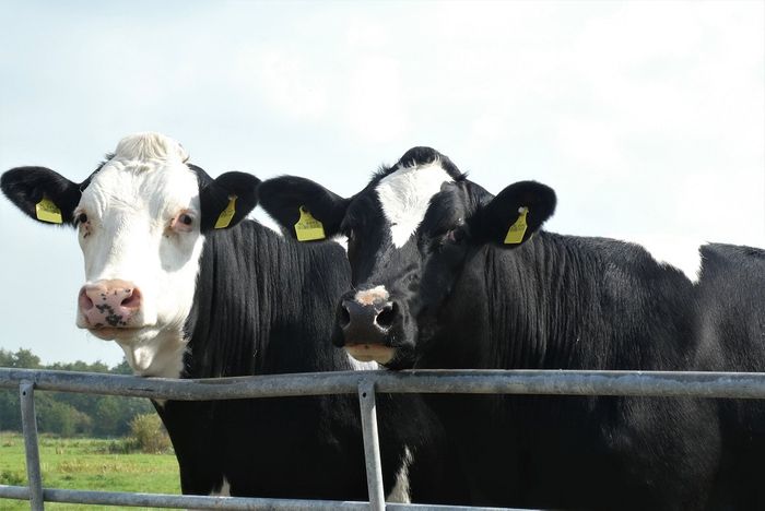 Farm Assurance