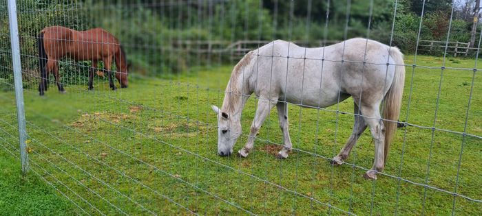 X fence wire netting