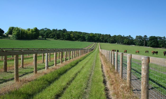 X fence wire netting