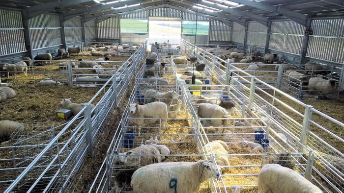 Livestock handling equipment