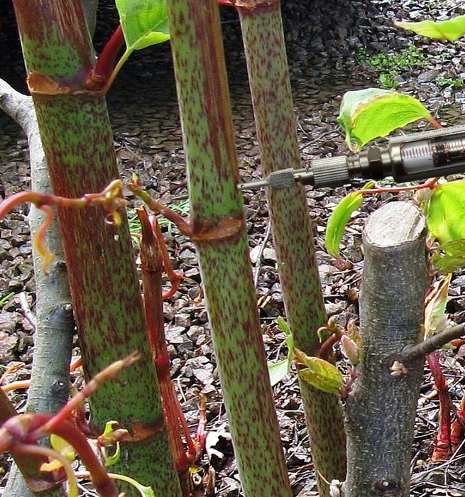 InjectorDos Pro Stem Injector for Herbicides