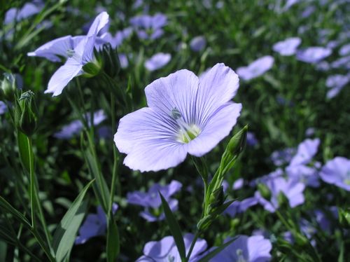 Spring Linseed